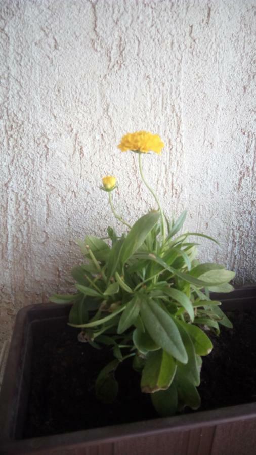 Apartment Butterfly Split - For Rest And Relaxation Exterior foto